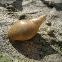 Ракушка прудовика :: Anna Ivanova