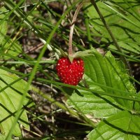 Лесная земляничка :: Freddy 97