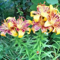 Лилии с клумбы . :: Мила Бовкун