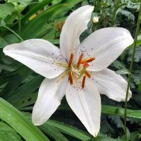 Лилия с клумбы . :: Мила Бовкун Лилия с клумбы . :: Мила Бовкун