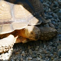 Облик черепахи из японского сада. :: Alexey YakovLev Облик черепахи из японского сада. :: Alexey YakovLev