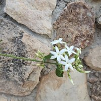 Цветы на камне :: Аркадий Басович