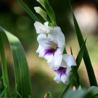 Гладиолус** :: Татьяна Евдокимова