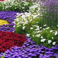 они на радость нам даны :: Олег Лукьянов они на радость нам даны :: Олег Лукьянов