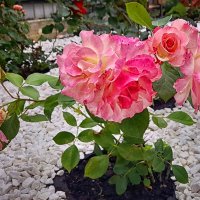 ... :: Наталья ... :: Наталья