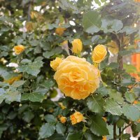 город-сад :: Галина R... город-сад :: Галина R...