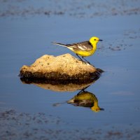 Желтоголовая трясогузка :: Barguzin_45 Иваныч