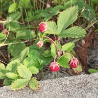 земляника. :: Вячеслав. Синицын