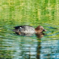 Гоголь :: Владимир Колесников