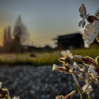 На закате :: Дмитрий Иванов