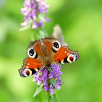 из вчерашней съёмки 4 :: Александр Прокудин