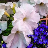 Про лето и цветы.... :: Aquarius - Сергей Про лето и цветы.... :: Aquarius - Сергей