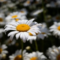 Ромашки луговые :: Александр Синдерёв