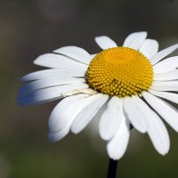 ромашка :: Ольга Cоломатина