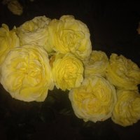 Розы :: Сапсан Розы :: Сапсан