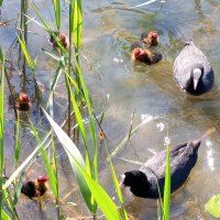 Лысухи :: Сапсан 