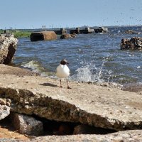 Чайки форта Риф :: Игорь Корф