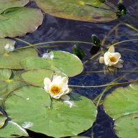 Кувшинки :: Игорь Корф