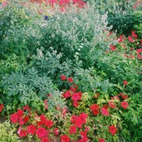 Городские цветы :: Андрей Хлопонин