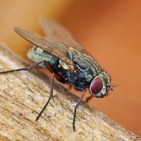 Musca domestica :: Алиса Бершадская Musca domestica :: Алиса Бершадская
