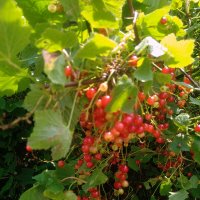 Красная смородина :: Сергей Кочнев