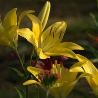 Желтые лилии. :: Вадим Басов