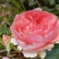 городские цветы :: Галина R...