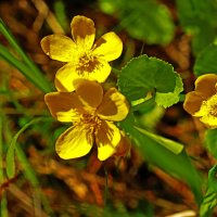 Июнь...Золото цветков калужницы болотной! :: Владимир 