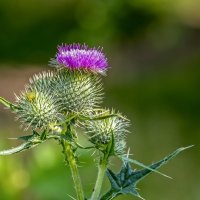Принарядился :: Валерий Иванович
