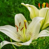 Лилии :: Игорь Сикорский Лилии :: Игорь Сикорский