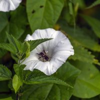 Вьюнок и пчелка :: Сергей Цветков