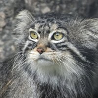 Московский Зоопарк. Манул. :: Наташа ***** Московский Зоопарк. Манул. :: Наташа *****