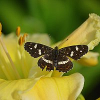 Разгар  лета :: Татьяна Лютаева