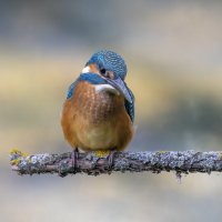 зимородок. :: юрий макаров зимородок. :: юрий макаров