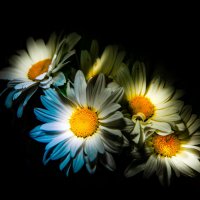 Ромашки :: Sergey 