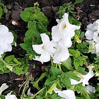 Цветы. :: Владимир Драгунский Цветы. :: Владимир Драгунский