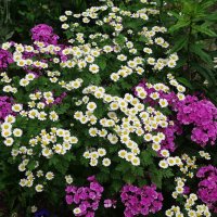 Пижма девичья или Пиретрум девичий :: Рита Симонова Пижма девичья или Пиретрум девичий :: Рита Симонова