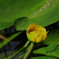 Усманка Воронеж :: Елена Шаламова