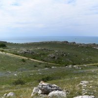 Природа Крыма :: Amazing Cosmea
