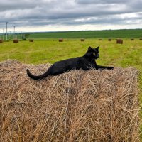 Уголёк на сенаже ... :: Евгений Хвальчев
