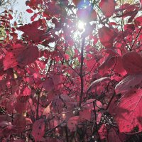 Дёрен всегда красив :: Anna Ivanova