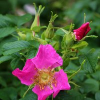 Шиповник :: Светлана 