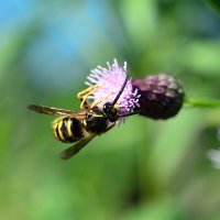 Оса :: Геннадий Супрун