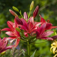 У цветов свой язык. Они молчат, но говорят о многом! :: Вадим Басов