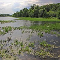 Зарастает озерцо... :: Евгений Корьевщиков Зарастает озерцо... :: Евгений Корьевщиков