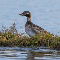 Утка. :: Юрий Харченко
