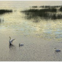 *** :: Aleksandr Gal