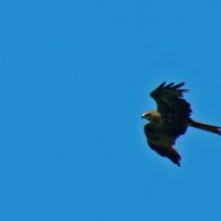 черный коршун :: gawrilа - dan