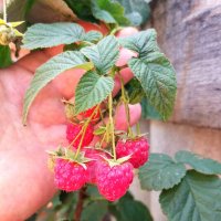 Ягода-малина. :: Игорь Родионов