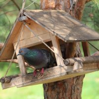 Лето в парке. :: Венера Чуйкова